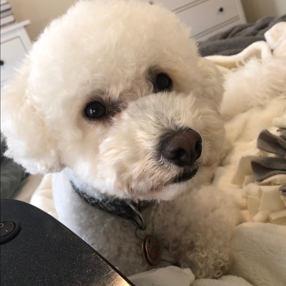 Profile Picture of Courtney Andrysiak (@candrysiak) on Poshmark