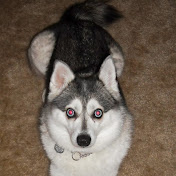 Profile Picture of Nicholas Martorelli (@superskie1) on Youtube