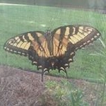 Profile Picture of Barbara Holcomb (@barbara.holcomb.5205) on Instagram