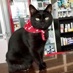 Profile Picture of Clinica Veterinaria Kalúa (@clinicaveterinariakalua) on Instagram