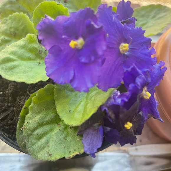 Profile Picture of Lisa Limbu (@laxmi81) on Poshmark