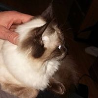 Profile Picture of Ginger Mckenna (@ginger-mckenna-2) on Quora