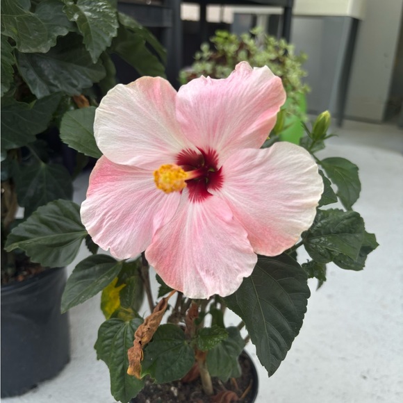 Profile Picture of Cuc Nguyen (@cucnguyen128) on Poshmark