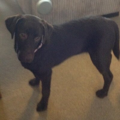 Profile Picture of Carly Mclean (@coco1kalum) on Twitter