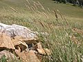 Profile Picture of Calamagrostis purpurascenson Wikipedia