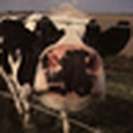 Profile Picture of Chris Tucker (@man_herd) on Flickr