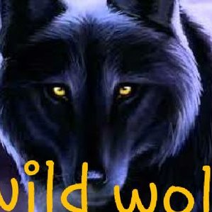Profile Picture of Wild Wolf Pack (@ShakiraLloyd1) on Twitter