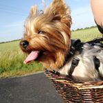 Profile Picture of ❤️LUCY❤️ (@_luska_kluska_) on Instagram