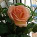Profile Picture of Maria Irace (@maria.irace.129) on Facebook