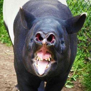 Profile Picture of Domagoj Ercegovac (@brmbojed) on Twitter