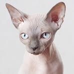 Profile Picture of Kyle Valade (@Kyle-Valade) on Facebook