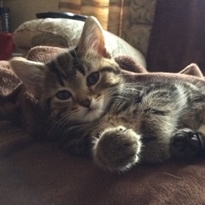 Profile Picture of Tomlinson69 (@ThomasHesketh5) on Twitter