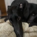 Profile Picture of MeJulie Kevin Cusack Ryan of Wanstead (@mejuliethegorgeousgreyhound) on Instagram