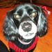 Profile Picture of Melissa Wallace (@m2wallace2) on Pinterest