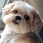 Profile Picture of Janet Goode Buono (@goodebuono) on Instagram