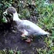 Profile Picture of Lisa Peruski (@beerluvnmp) on Youtube