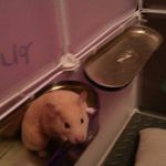 Profile Picture of Kyle Krieger (@krieger_and_kyle_hamster) on Instagram