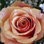Profile Picture of Susan Audet Palmer (@memere_susan) on Instagram
