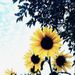Profile Picture of 🌻malka🌻 (@malka_defonseka) on Pinterest