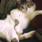 Profile Picture of Elli Boghosian (@Elli-Boghosian) on Facebook