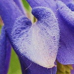 Profile Picture of Annekorneisel (@annekorneisel) on Flickr