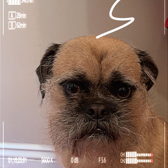 Profile Picture of Alexis Concilio (@alexisconcilio) on Poshmark