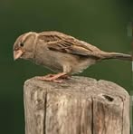 Profile Picture of Suleman Saeed (@suleman.saeed.5015) on Facebook