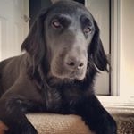 Profile Picture of Jeremy Idleman (@flatcoatfriend) on Instagram