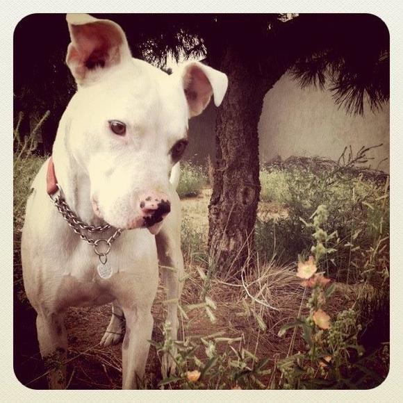 Profile Picture of Ava Myshak (@avabird16) on Poshmark