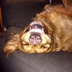 Profile Picture of Kate Cecil (@lizard_lemon) on Twitter