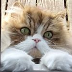 Profile Picture of Tamara Ludwig (@ludwig_tamara) on Instagram