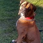 Profile Picture of Claudio Bertolini (@ClaudioBertol10) on Twitter