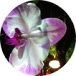 Profile Picture of Gillian Jackson (@gillyjacks) on Instagram