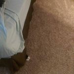 Profile Picture of Brandon. Hank. Dean. (@youre_not_the_dad_of_me) on Instagram