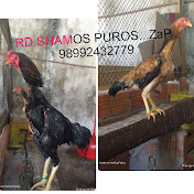 Profile Picture of RD SHAMOS PUROS APACHE (@rdshamospurosapache6713) on Youtube