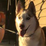 Profile Picture of Ginger Miller (@ginger_the_huskyy) on Instagram