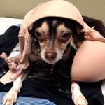 Profile Picture of Revolution Baldwin (@tibadook) on Instagram