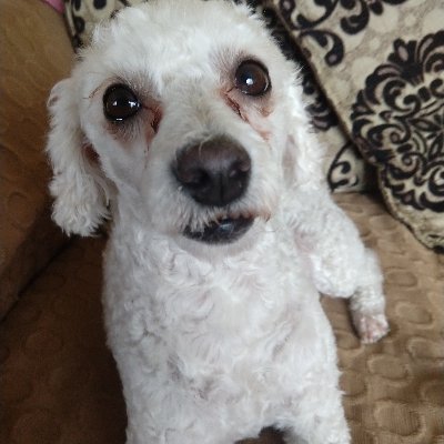 Profile Picture of Luz Mora (@Luzmora79684627) on Twitter