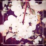 Profile Picture of Haley McClain (@photography_by_haley_92) on Instagram