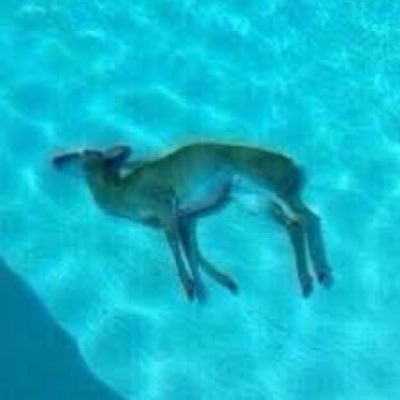 Benji Collins - Twitter Profile Picture of Benji Collins (@PappaYeet) on Twitter