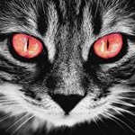 Profile Picture of amir (@sergeant_levin) on Instagram