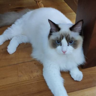 Profile Picture of Sam Yan (@samyan30075258) on Twitter