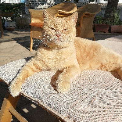 Profile Picture of Jose. (@JoseAgueda) on Twitter