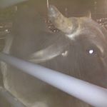 Profile Picture of Glen Foster 2 (@glen8717) on Instagram