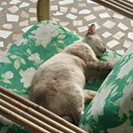 Profile Picture of Edward Kang (@ayyy64pyj) on Instagram