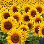 Profile Picture of Christopher Gulick (@kansasartistregistry) on Instagram