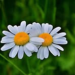 Profile Picture of Albert Bertrand (@Albert-Bertrand) on Facebook