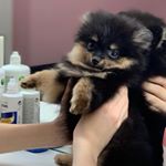 Profile Picture of Эля_Афф 🐩 Куприковой Ксении (@elvira_aff) on Instagram