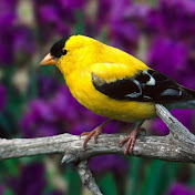 Profile Picture of David Dennison (@daviddennison6578) on Youtube