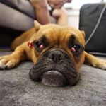 Profile Picture of Bucky’s Foster Crew (@buckysfostercrew) on Instagram